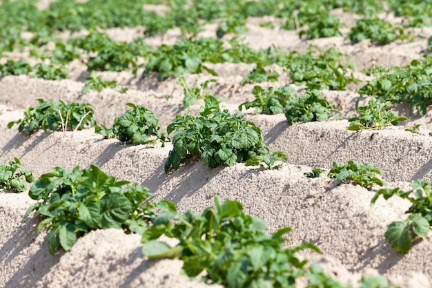 Foto patate in campo