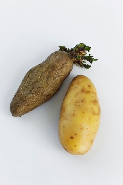 Potatoes an germ