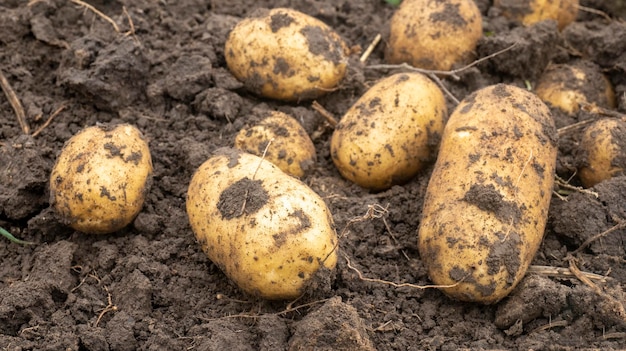 Potatoes in the ground freshly dug potato tubers on the field