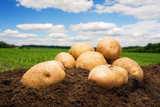 Potatoes on the ground under sky