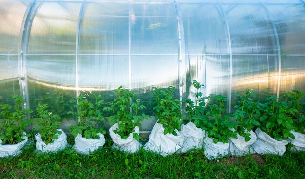 Potatoes growing in a bag