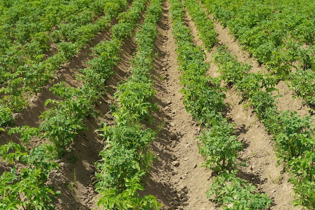 Potatoes growing on a farmer39s field Potato plant in the garden in summer Agriculture vegetables