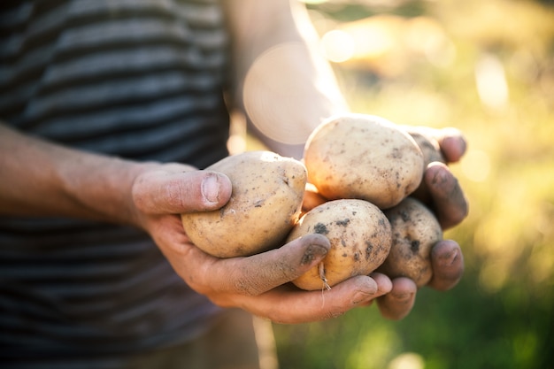 Potatoes grown in garden. Farmer holding vegetables in their hands. Food