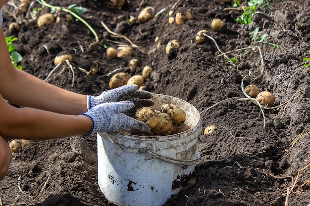 Potatoes grown in his garden The farmer holds vegetables in his hands Food selective focus