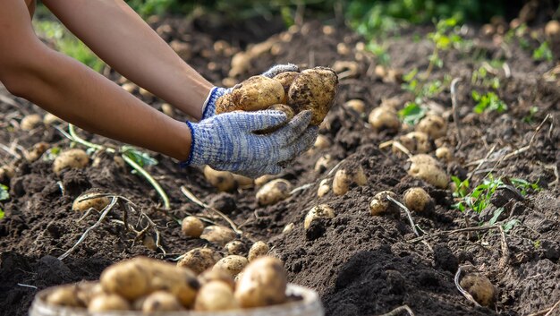 Patate coltivate nel suo giardino il contadino tiene in mano le verdure fuoco selettivo del cibo