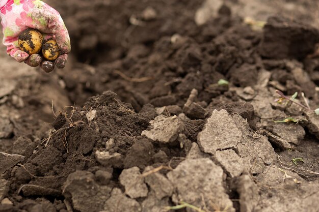 Foto patate in mano raccolta giardinaggio agricoltura rurale