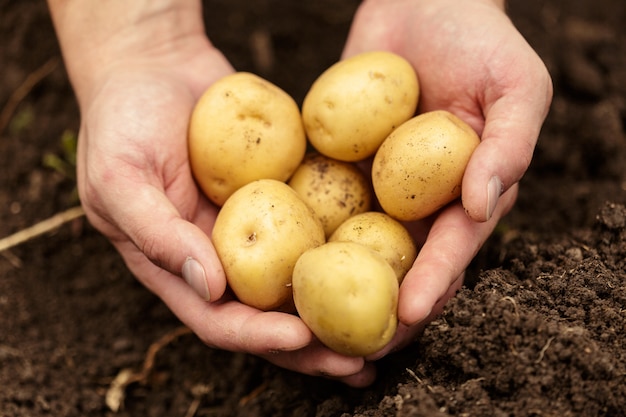 Potatoes in hands on soil
