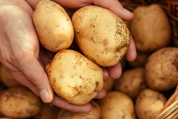 Potatoes in hands on soil