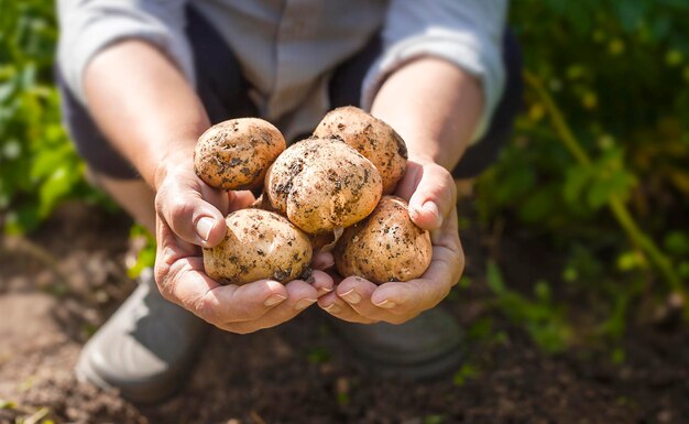 potatoes in human hands close-up outdoors