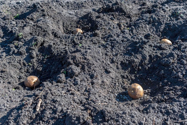 Photo potatoes lie in the soil with fertilizers planting potatoes