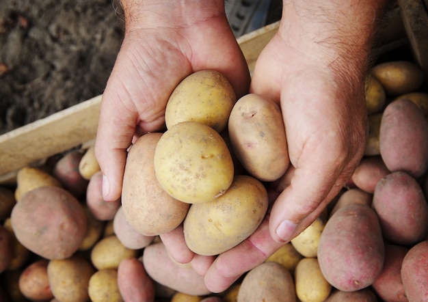 potatoes on man hands