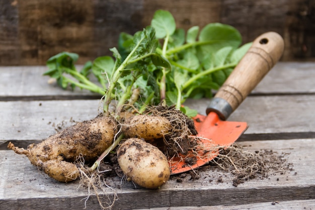 potatoes of the organic garden