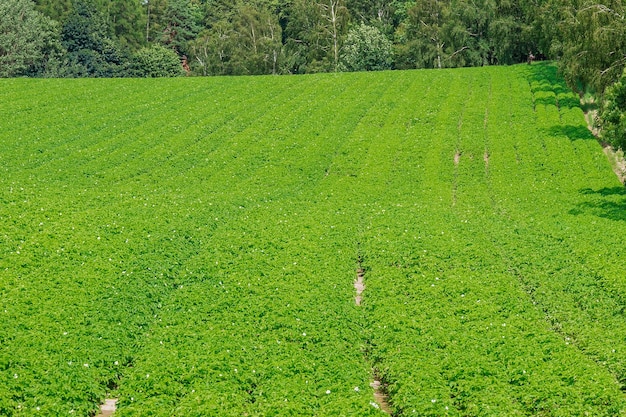 Potatoes planted in a row bloom with white flowers in a farmer's field