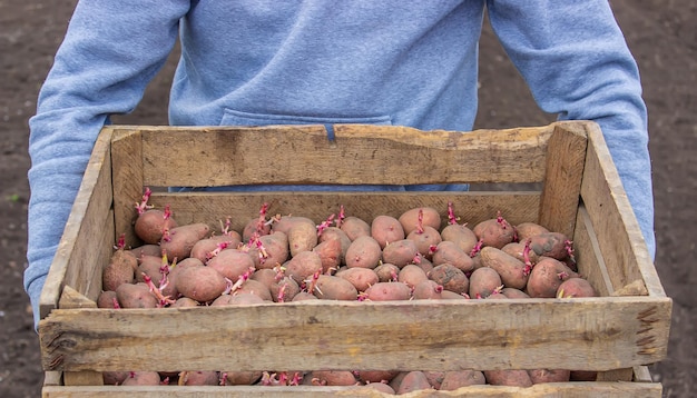 Potatoes for planting on a farm in a box