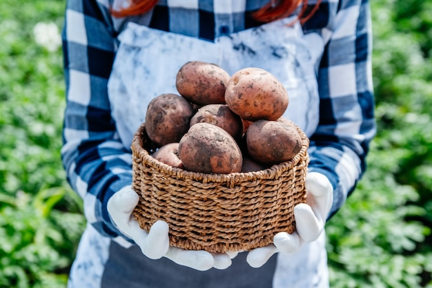 Potatoes in a wicker basket in the hands of a woman farmer against the background of green foliage.