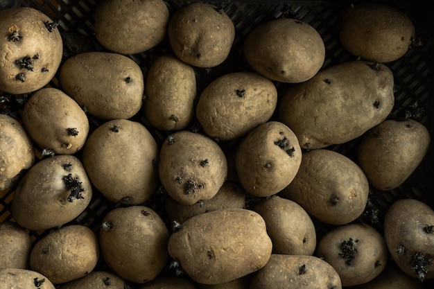 Potatoes with sprouts. Vegetables in a jute basket.