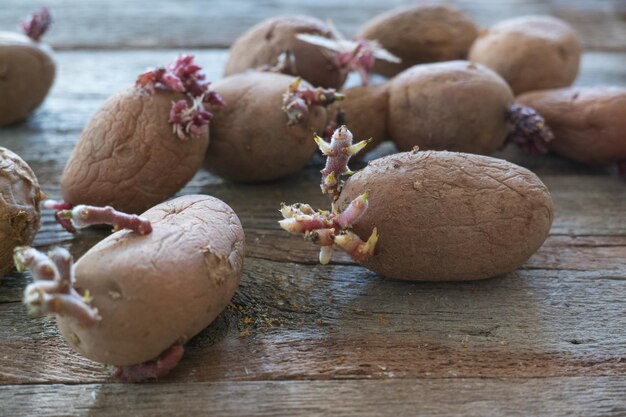 Foto patate con germogli su fondo di legno patate da semina per la piantagione