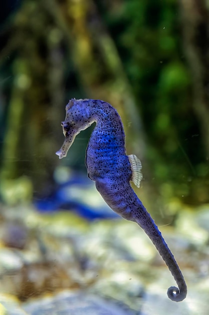 Potbellied zeepaard dat in aquariumwater drijft