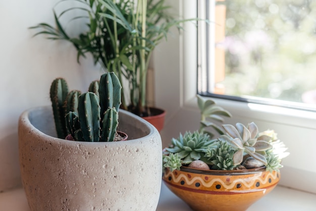 Potcactussen vetplanten en bladplanten in huis interieur