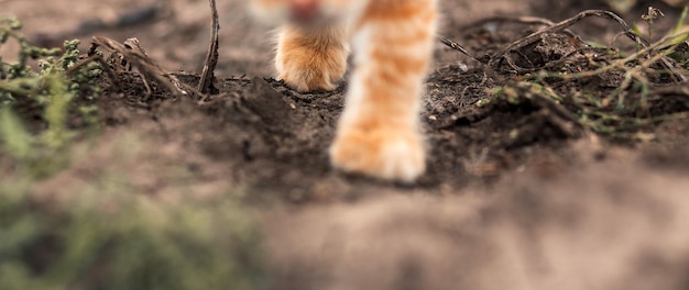 Poten van een pluizige rode kat in de tuin dierenwinkel veeteelt huisdieren