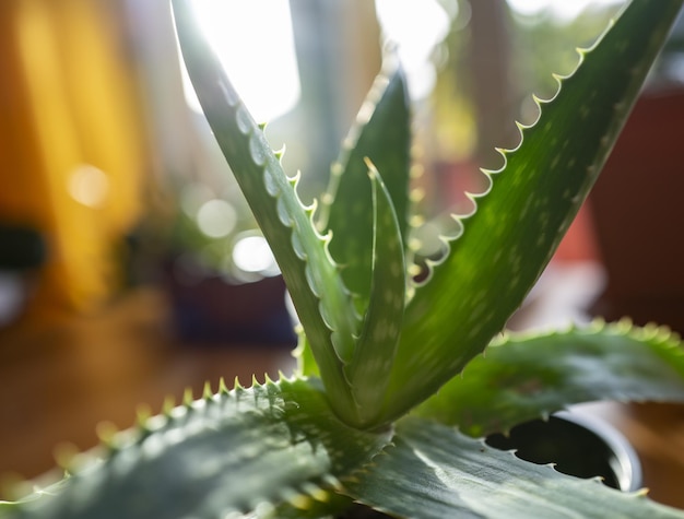 Photo potente pianta medicinale aloe maculata