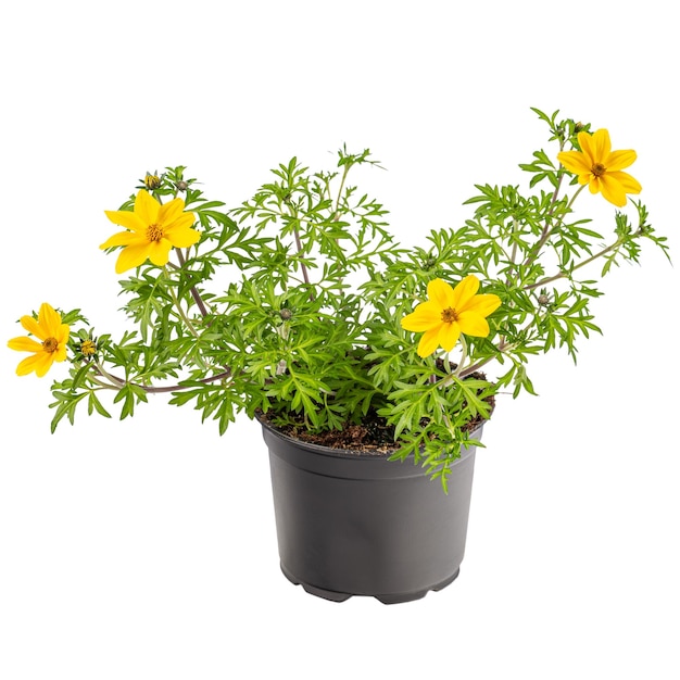 Potentilla fruticosa in pot