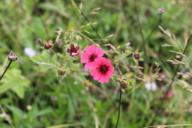 Potentilla nepalensis 또는 네팔 Cinquefoil