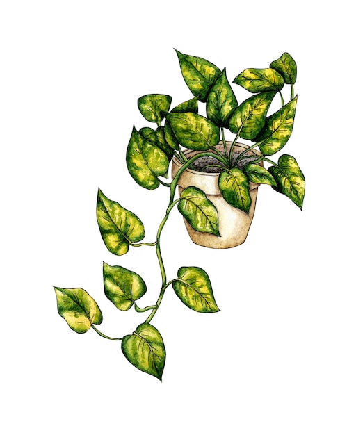 Pothos climbing flower in a pot watercolor