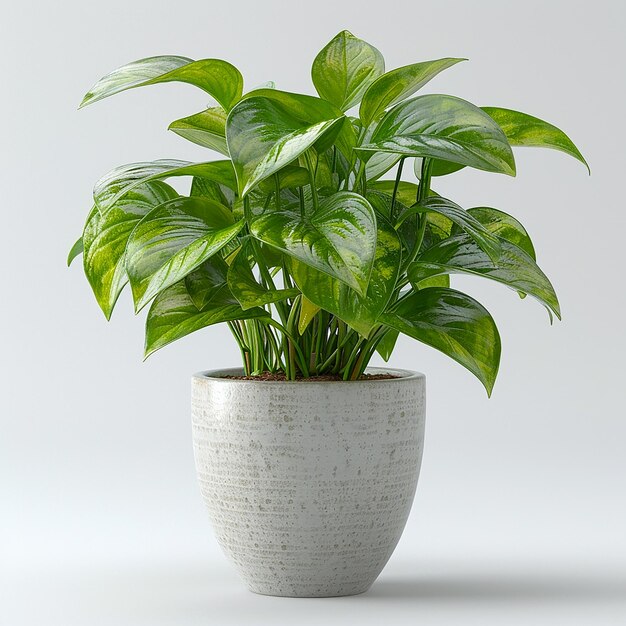 Pothos Epipremnum aureum in een witte pot