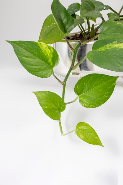 Pothos plant branches with white background and copy space