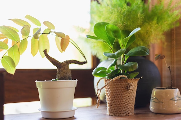 Potplant Hij staat op de tafel naast de muur van het huis