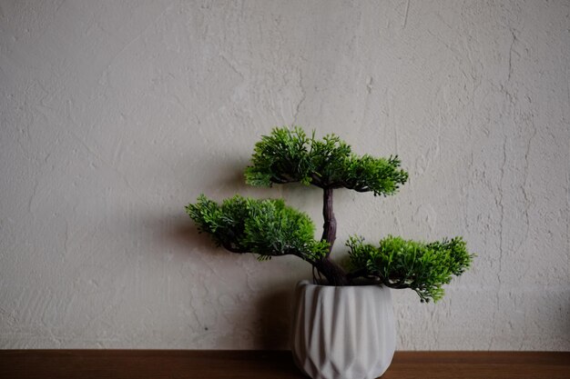 Foto potplant op tafel tegen de muur