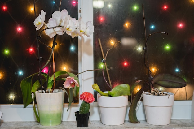 Foto potplant op tafel tegen een verlichte muur's nachts