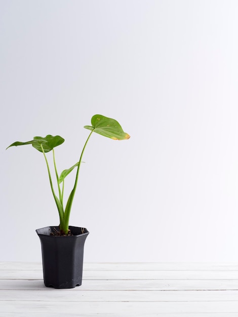 Foto potplant op tafel tegen een witte achtergrond
