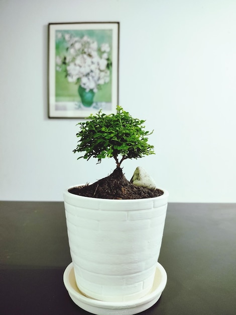 Potplant op tafel