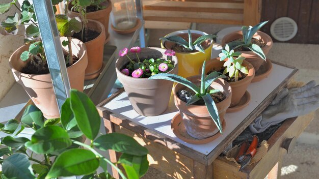 Potplant op tafeltje en tuingereedschap in een kas