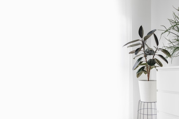 Foto potplant tegen de muur thuis