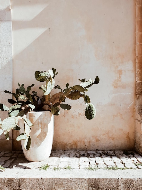 Potplant tegen muur