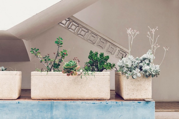 Potplant tegen muur