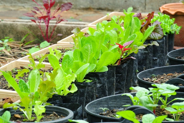Potplanten met sla in de tuin