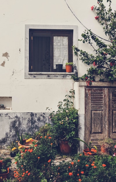 Potplanten op de muur van het huis