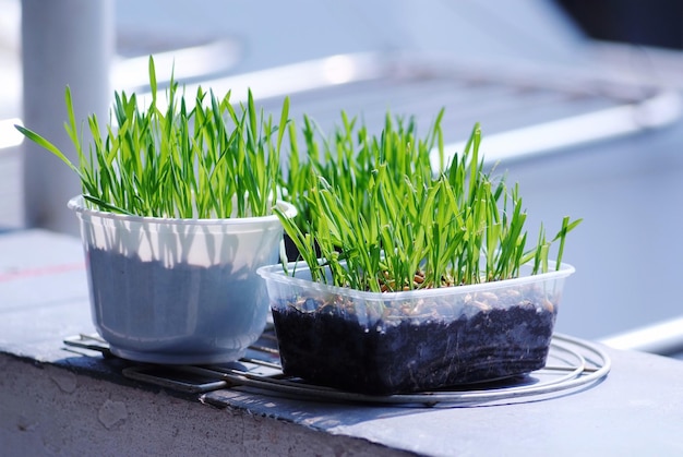 Potplanten op een steunmuur