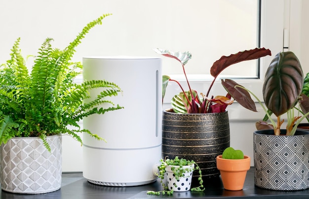 Foto potplanten op tafel