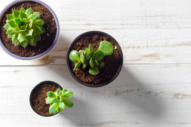 Potplanten op wit hout