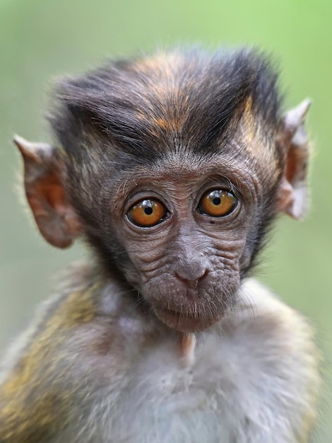 Photo potrait of baby monkey