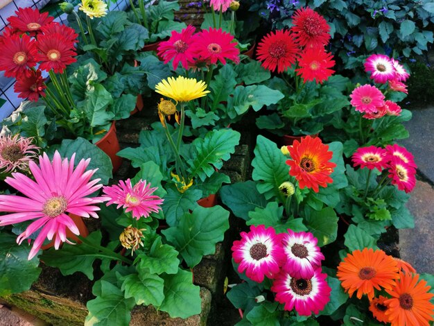 Foto vasi di bellissimi fiori di gerbera colorati