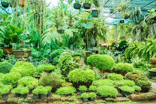 Pots in the garden with moss