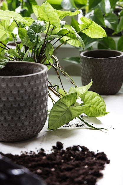 Pots for transplanting houseplants