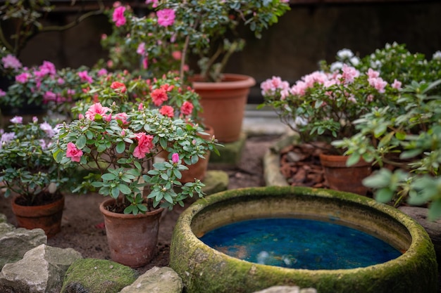 冬の庭園の温室で栽培されたピンクの花がくアザレアの灌木の鉢