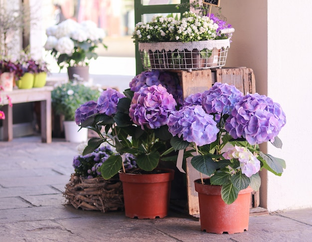 Pots with beautiful blooming blue and white  hydrangea flowers 